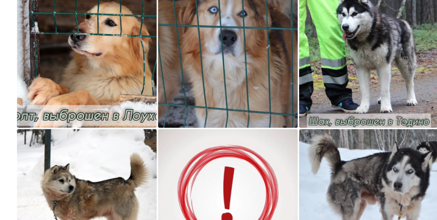 5 ездовых собак из Мурманска оказались выброшенными в Карелии