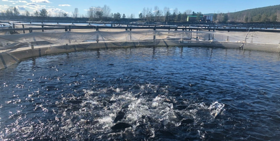 В Имандровском водохранилище из садка бесконтрольно ушла форель