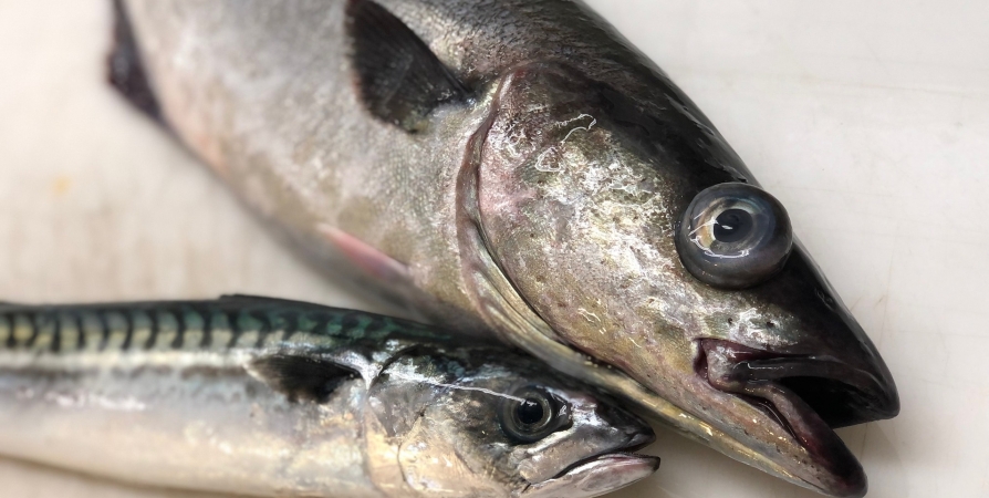 Росрыболовство разработало методику для изменения норм содержания мышьяка в рыбе