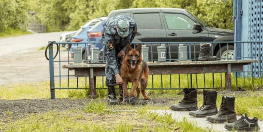 Более 90 собак трудится на службе у кинологов в Мурманской области