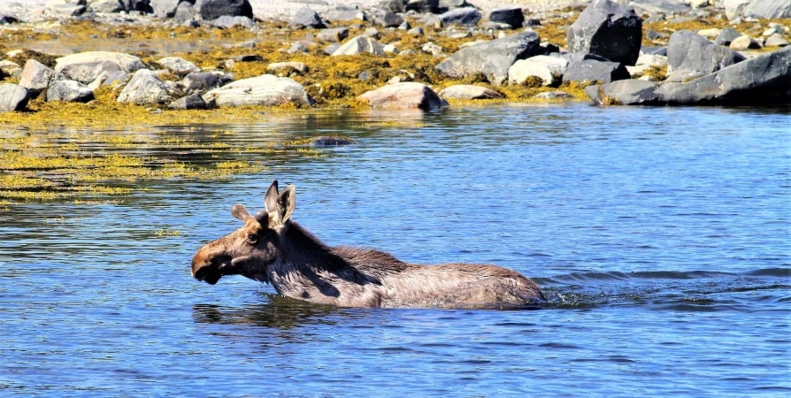 Лоси из Карелии мигрируют по Белому морю в Мурманскую область