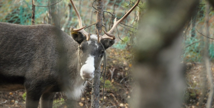 Заповедник «Пасвик» требует от Норвегии 418 млн нанесенного северными оленями ущерба