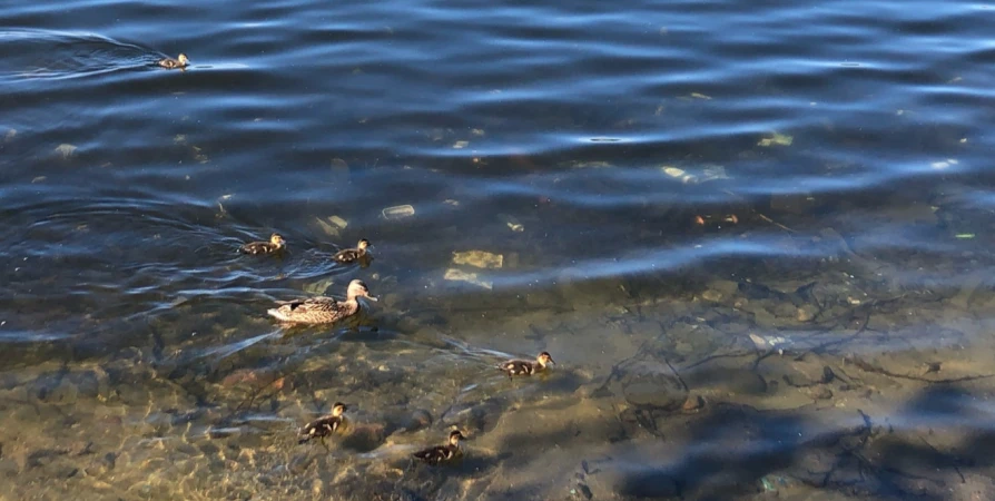 В Мурманске выявлено экстремально высокое загрязнение воды в ручье Варничном