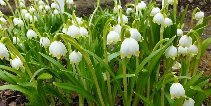 «Сад подснежников» расцветет весной в Полярно-альпийском ботаническом саду
