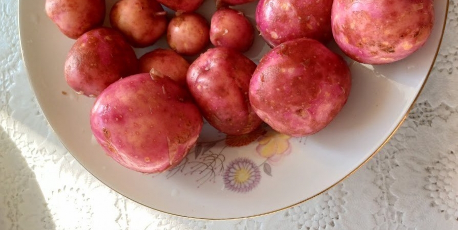 10 сентября в Титане проведут «Картофельный банкет»