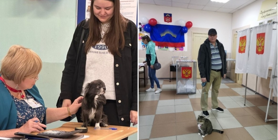 На выборы в ЗАТО Александровск пришли кот и собака