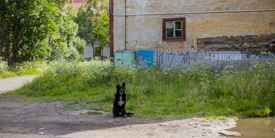 Для съемок кино в Мурманске ищут хомяка и приученную к команде «сидеть» собаку