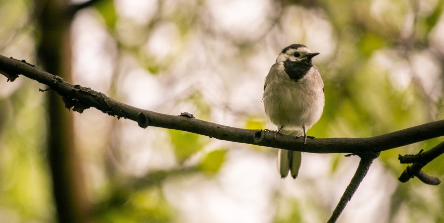 С многообразием птиц Кольского Севера познакомят на тематической экскурсии