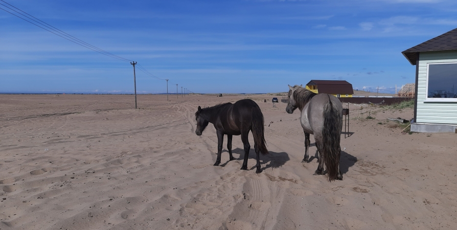 В Кузомени перед холодами запасают корм для диких лошадей