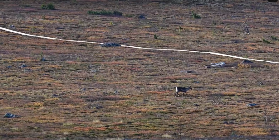 «Дикий кадр»: Северные олени оценили качество экотропы в Лапландском заповеднике