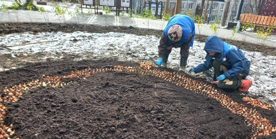 В новом парке Кировска в снег высадили более 20 тысяч луковиц тюльпанов