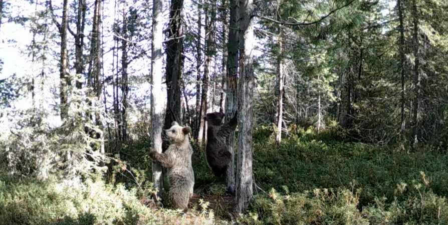 «Дикий кадр»: В Кандалакшском заповеднике семья медведей готовится залечь на зимовку