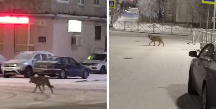 В Ковдоре на Уютной площади прогуливался волк