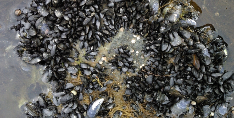 Ученые рассказали, оскудеют ли колонии мидий в Белом море