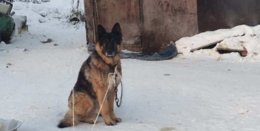 Северяне обеспокоены судьбой живущего 4 года на улице пса