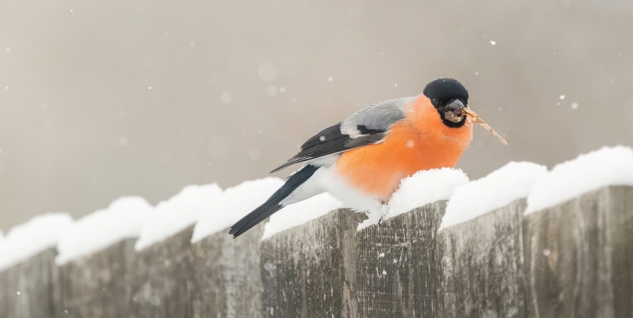 «Не прогонишь — не проживешь»: заполярные орнитологи рассказали о повадках самой новогодней птицы