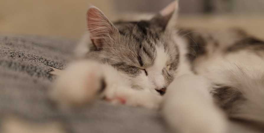 Упавшего в вентшахту котенка в Мурманске ищут при помощи видеооборудования
