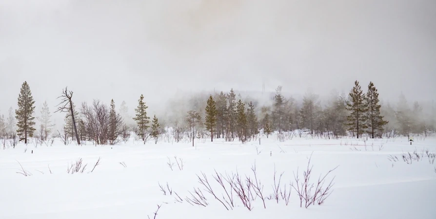 Метель и до -20°С прогнозируют днем в Мурманской области