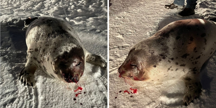 «Предположительно, избит»: На дороге под Кандалакшей нашли раненого тюленя