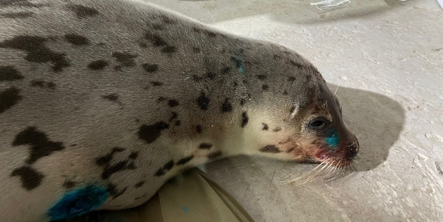 В Кандалакше ветеринары выпустили в море раненого тюленя
