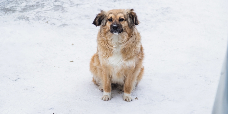 Прокуратура требует обустроить площадки для выгула и дрессировки собак в Ревде и Ловозеро
