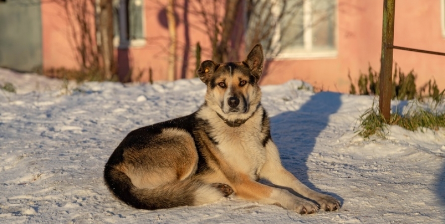 В Мурманской области в 2023 году собаки кусали людей в 9 раз больше, чем в Карелии