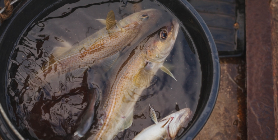 «Рыбалка на Кольском глазами ихтиолога» - в Мурманске выступит ученый КНЦ РАН