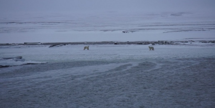 Ученые рассказали, почему на Кольском полуострове не живут белые медведи