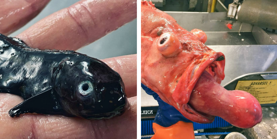 Мурманский рыбак удивил подписчиков снимками милого липариса и окуня с «языком»