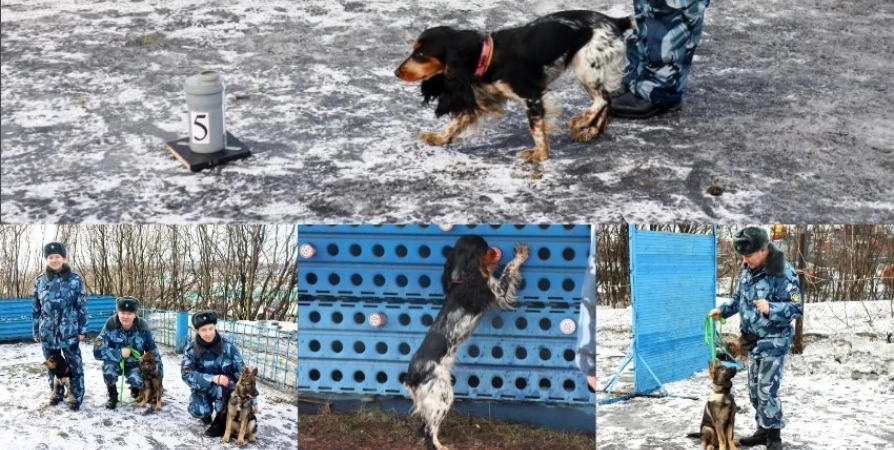 Ума, Шао и Лакоста: четвероногие новобранцы приняты на службу в УФСИН