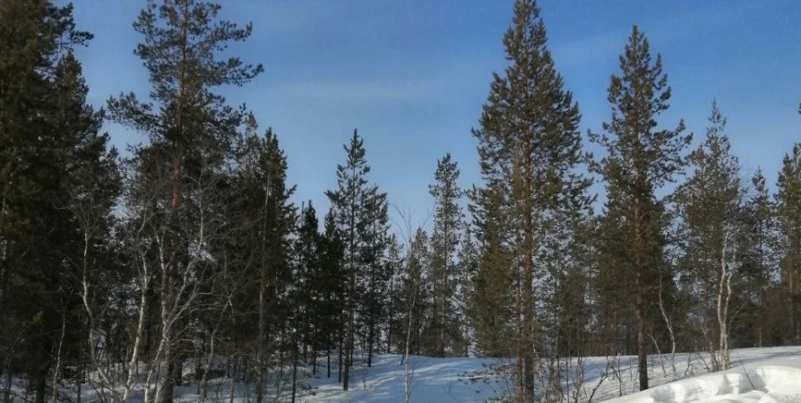 Гололедицу и до -10ºС прогнозируют в Кольском Заполярье