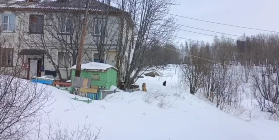 В Мурманске отлов займётся бродячими собаками в «Больничном городке»