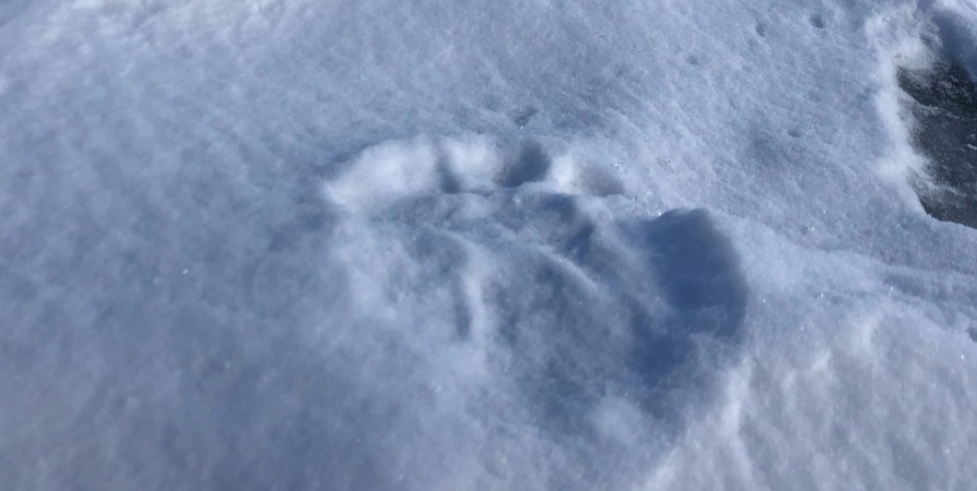 В Лапландском заповеднике от зимней спячки проснулся медведь