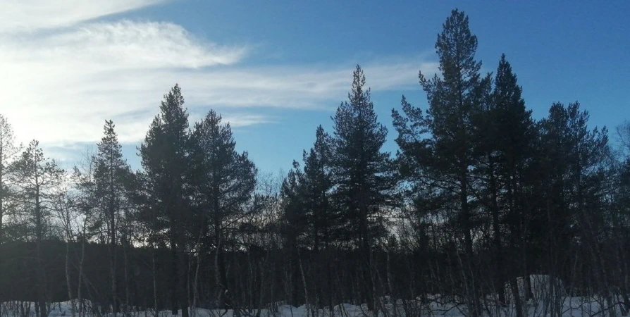 Умеренный ветер и до -6°С сегодня в Мурманской области