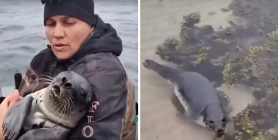 В Баренцевом море рыбаки спасли тюленя от голодных косаток