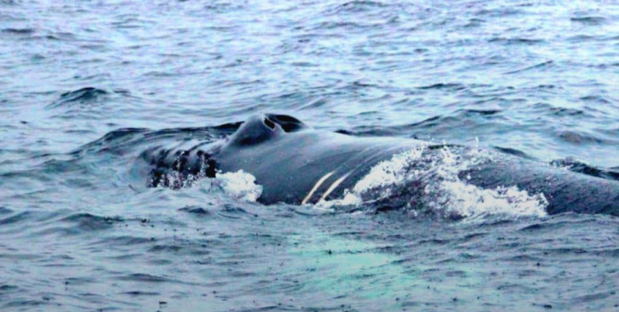 Учёные: Для спасения краснокнижного кита из Териберки нужен водолаз
