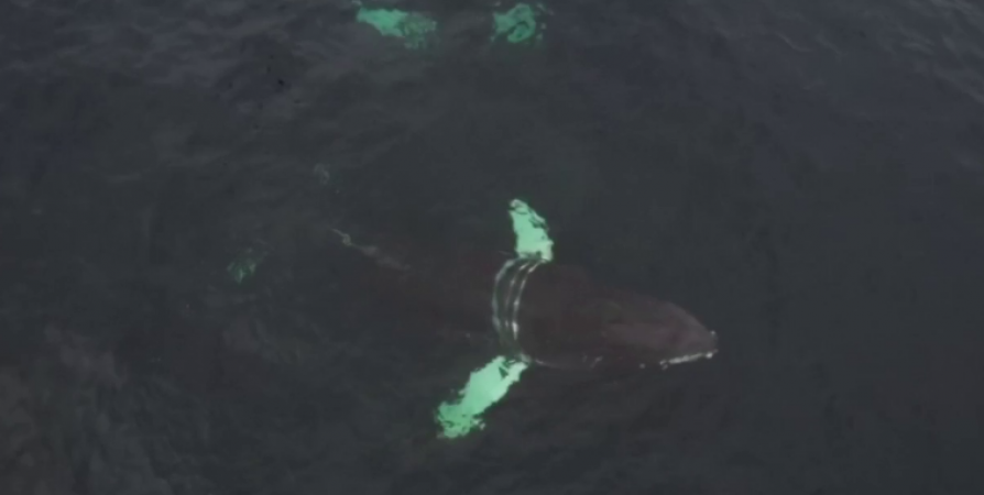 Спасти Стаса: Запутавшегося в сетях краснокнижного кита нашли живым у берегов Териберки