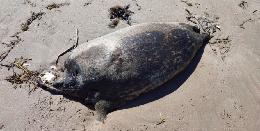Обезглавленных тюленей нашли на берегу Белого моря в селе Кузрека