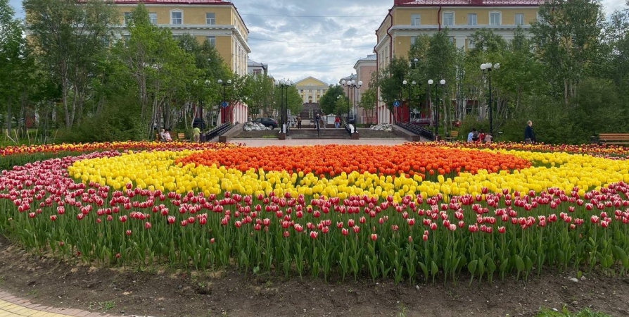 Жители и гости Кировска делятся фотографиями «тюльпанового» лета