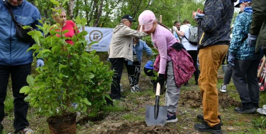 «Сад памяти» в Мурманской области стал богаче на 17 тысяч деревьев