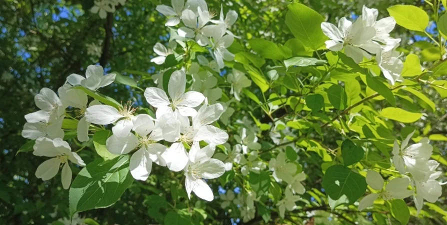 Дожди и до +25° прогнозируют в Мурманской области