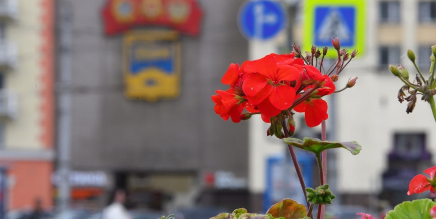 100 тыс. цветов украсят северное лето в Мурманске