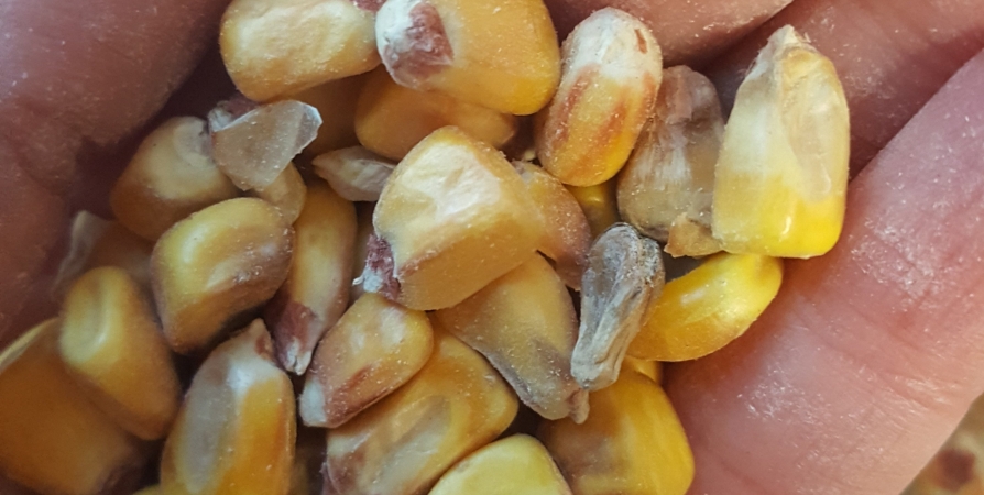 20 тонн неисследованной на токсичные примеси кукурузы выявили в Заполярье