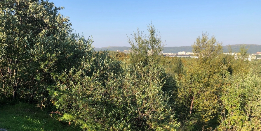 Воздух в Мурманской области прогреется до +23°