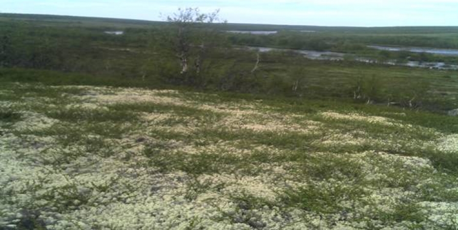 На землях оленьих пастбищ в Мурманской области обнаружили тяжелые металлы, но в пределах нормы