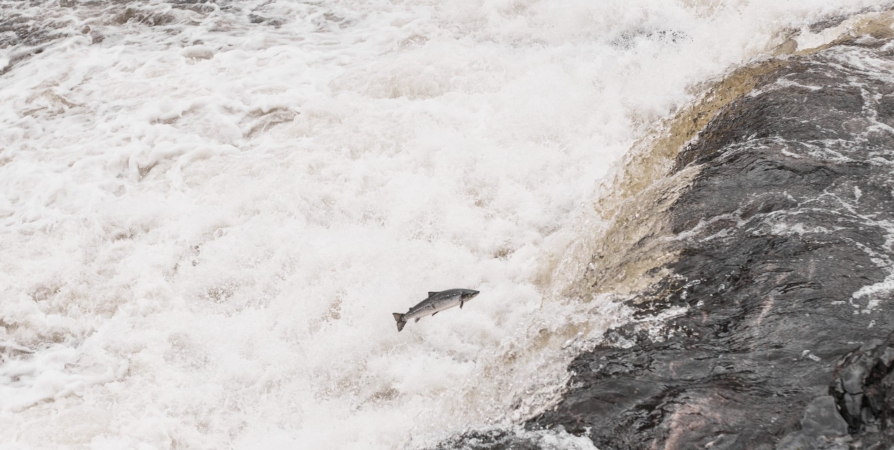 В Заполярье планируют усилить меры по борьбе с браконьерством лосося