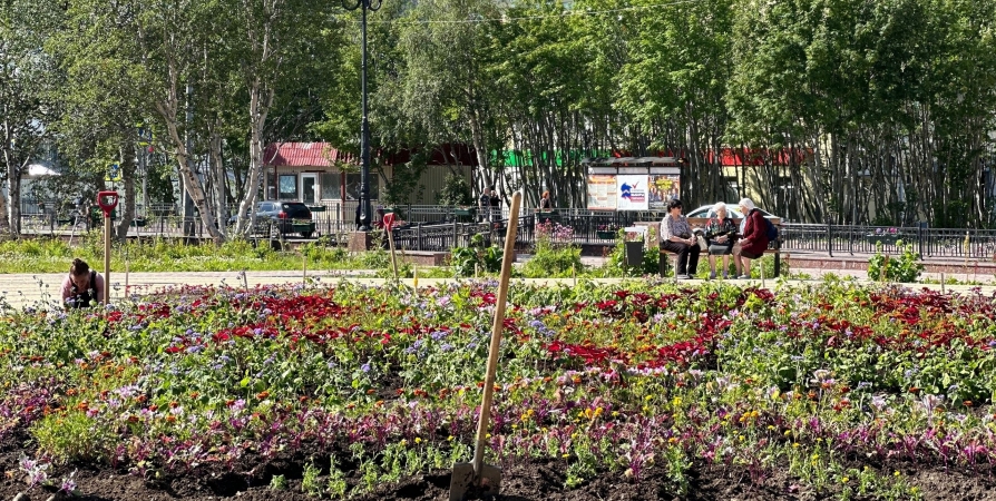 Бархатцы и астры на смену тюльпанам — в Кировске обновляют центральную клумбу