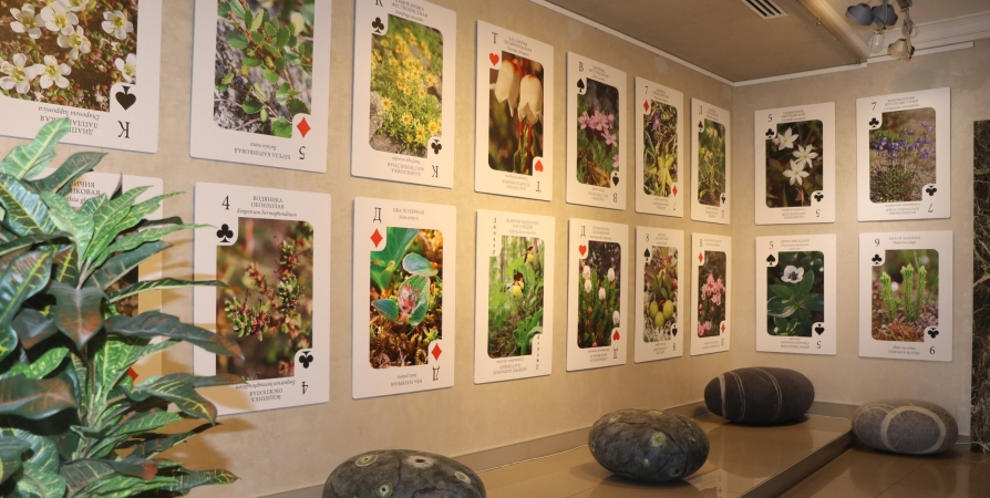 Растения вместо королей и дам: В Кировске открылась выставка гигантских игральных карт