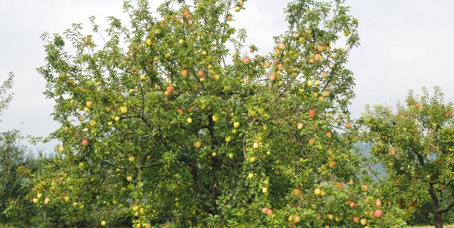 Присыпьте небольшое количество вокруг ствола: подкормка для яблонь и груш — на следующий год деревья будут плодоносить на зависть соседям