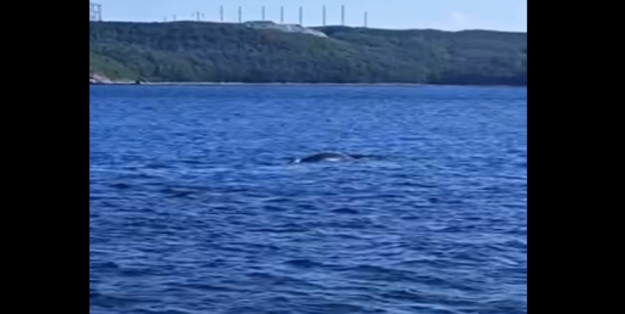 «Уходил от мазута или сбился с пути?»: Северяне гадают, как кит оказался в бухте Североморска